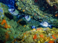 image00034cor1REC-copie