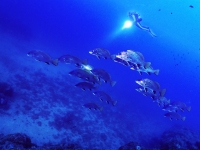 image00035cor1REC-copie