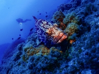 image00036cor1REC-copie