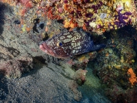 image00037cor1REC-copie