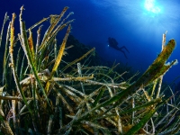 image00038cor1-copie