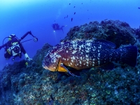 image00039cor1-copie