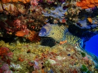 image00040cor1REC-copie