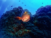 image00041cor1REC-copie