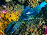 image00042cor1REC-copie