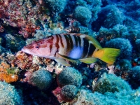 image00043cor1REC-copie