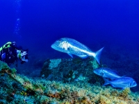 image00044cor1-copie