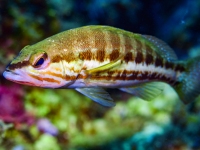 image00045cor1-copie