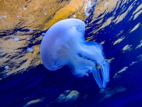 image00046cor1REC-copie