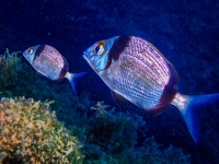 image00047cor1-copie