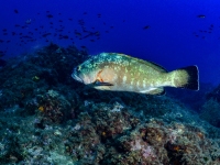 image00048cor1REC-copie