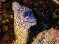 image00049cor1REC-copie