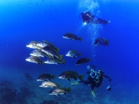 image00050cor1REC-copie